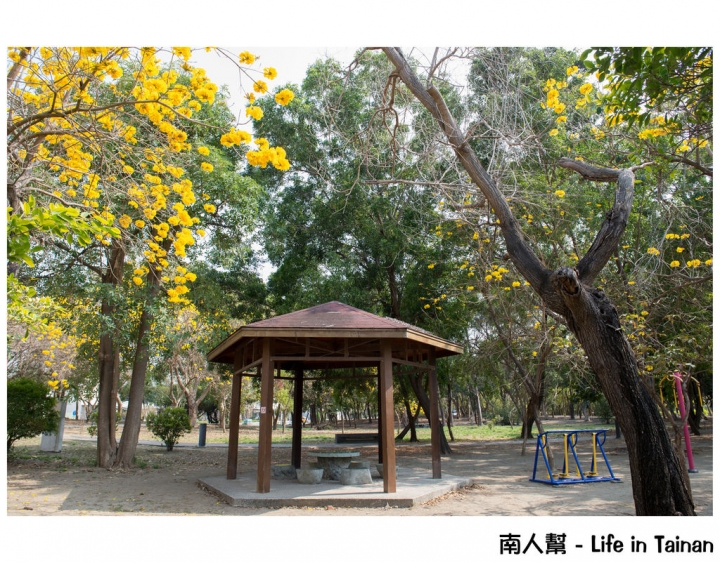 【台南市安平區-公園】億載公園裡花開了# 黃風鈴木.扶桑花.苦楝樹 #