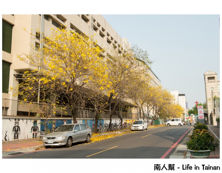 【台南市中西區-花木】南寧街上的# 黃風鈴木 #