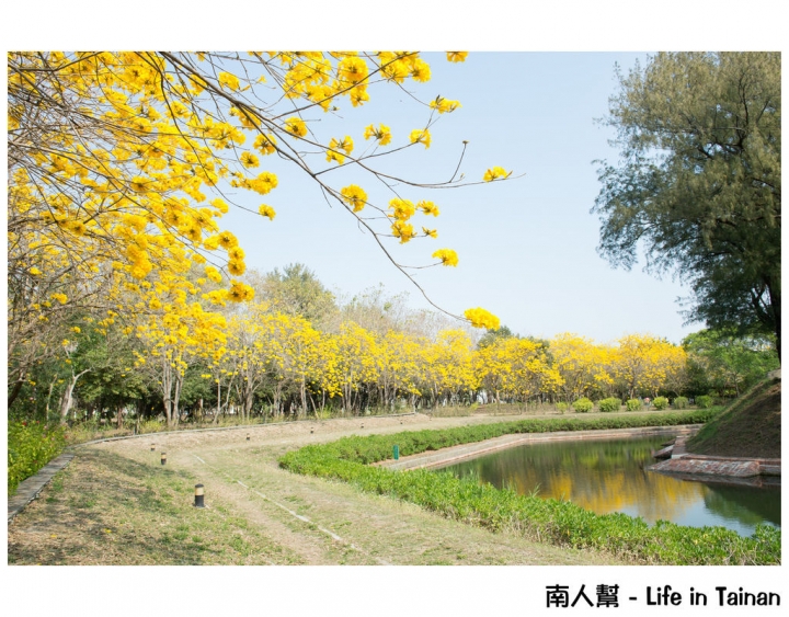 【台南市安平區-公園】億載公園裡花開了# 黃風鈴木.扶桑花.苦楝樹 #