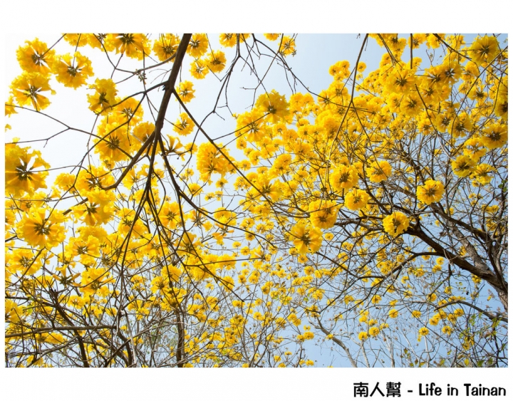 【台南市安平區-公園】億載公園裡花開了# 黃風鈴木.扶桑花.苦楝樹 #