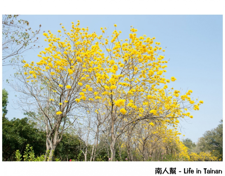 【台南市安平區-公園】億載公園裡花開了# 黃風鈴木.扶桑花.苦楝樹 #