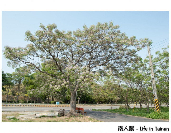 【台南市安平區-公園】億載公園裡花開了# 黃風鈴木.扶桑花.苦楝樹 #