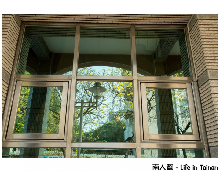 【台南市中西區-花木】南寧街上的# 黃風鈴木 #