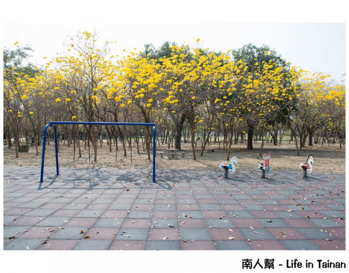 【台南市安平區-公園】億載公園裡花開了# 黃風鈴木.扶桑花.苦楝樹 #