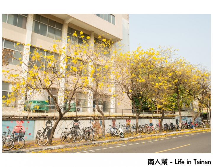 【台南市中西區-花木】南寧街上的# 黃風鈴木 #