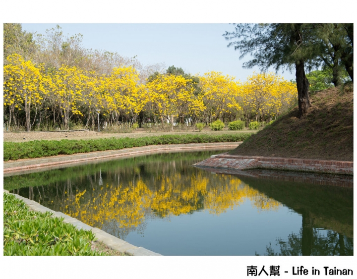 【台南市安平區-公園】億載公園裡花開了# 黃風鈴木.扶桑花.苦楝樹 #