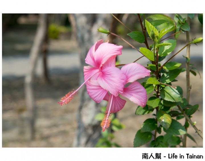 【台南市安平區-公園】億載公園裡花開了# 黃風鈴木.扶桑花.苦楝樹 #