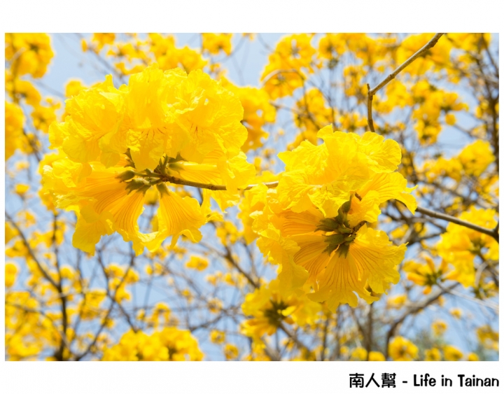 【台南市安平區-公園】億載公園裡花開了# 黃風鈴木.扶桑花.苦楝樹 #