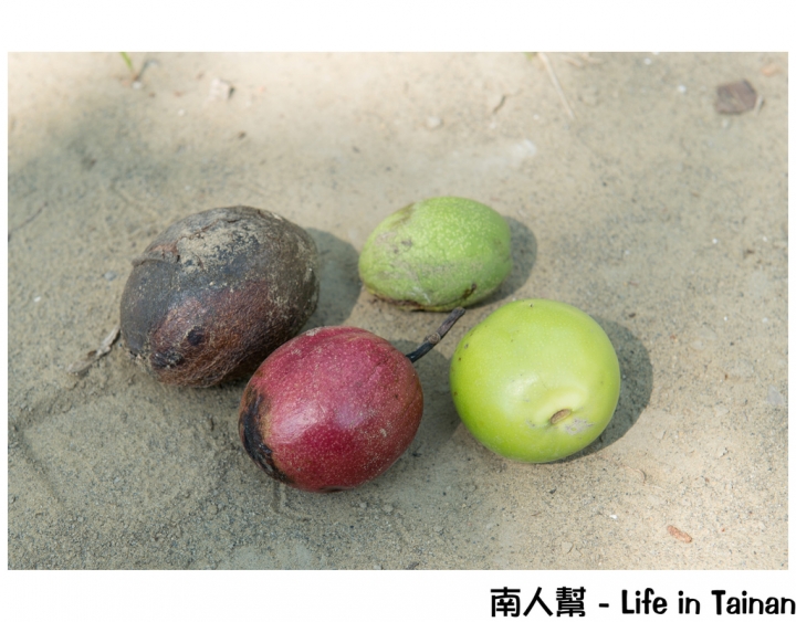 【台南市安平區-公園】億載公園裡花開了# 黃風鈴木.扶桑花.苦楝樹 #