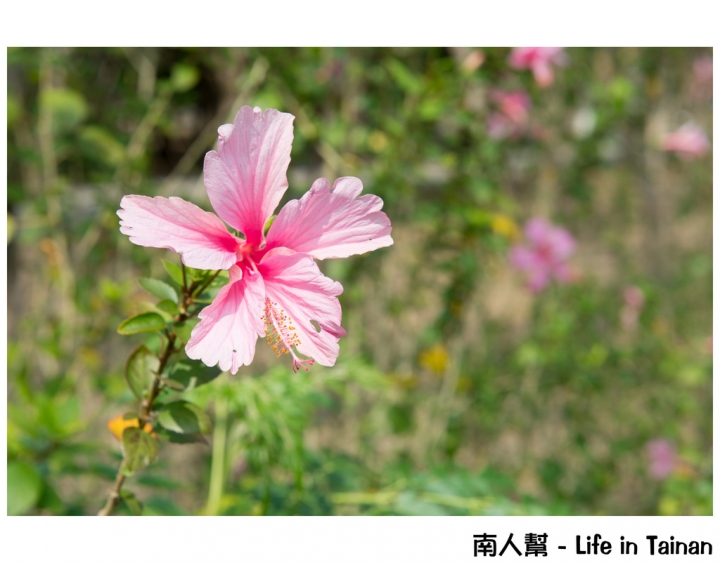 【台南市安平區-公園】億載公園裡花開了# 黃風鈴木.扶桑花.苦楝樹 #