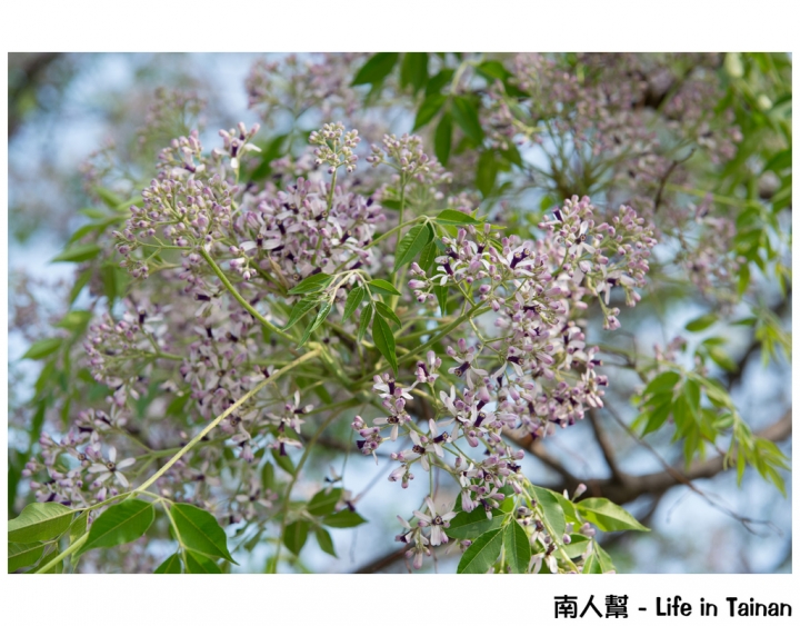 【台南市安平區-公園】億載公園裡花開了# 黃風鈴木.扶桑花.苦楝樹 #