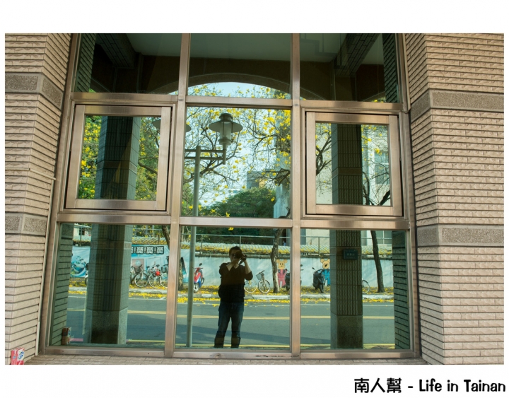 【台南市中西區-花木】南寧街上的# 黃風鈴木 #