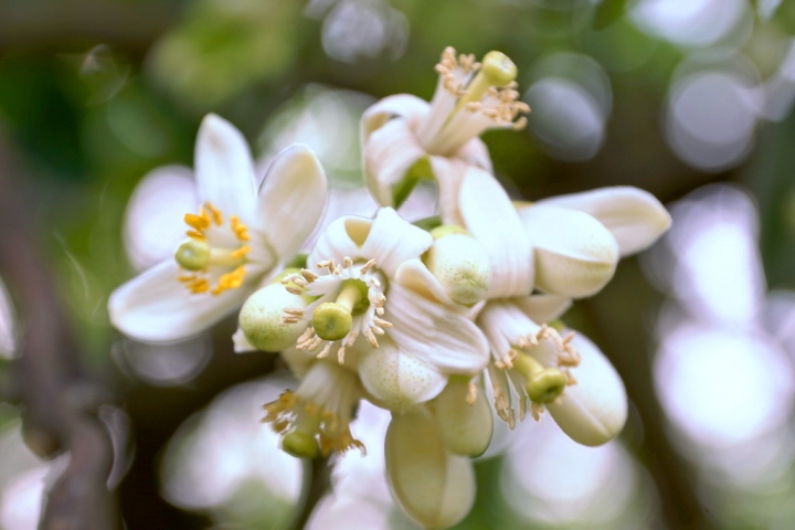 [麻豆區] 2015 柚花藝術節 花現浪漫音樂會