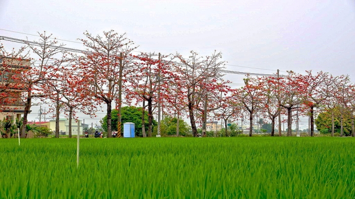 [新市區] 2015 崙頂木棉花（港墘里、南138鄉道）