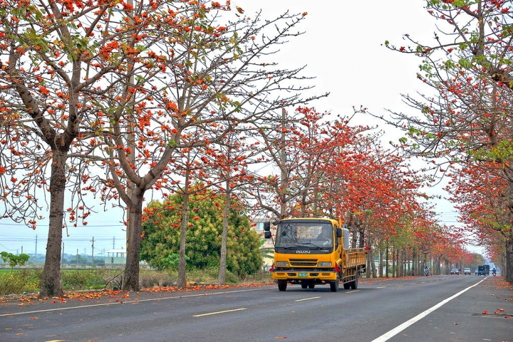[新市區] 2015 崙頂木棉花（港墘里、南138鄉道）