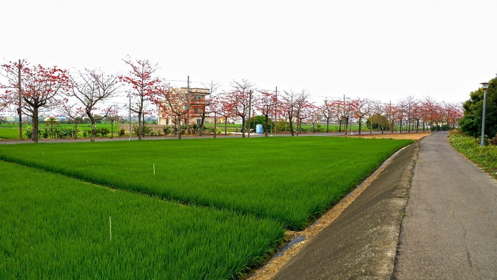[新市區] 2015 崙頂木棉花（港墘里、南138鄉道）