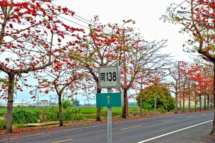 [新市區] 2015 崙頂木棉花（港墘里、南138鄉道）