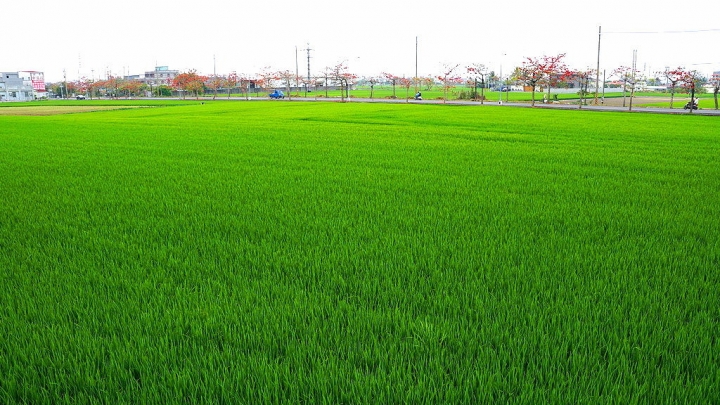 [新市區] 2015 崙頂木棉花（港墘里、南138鄉道）