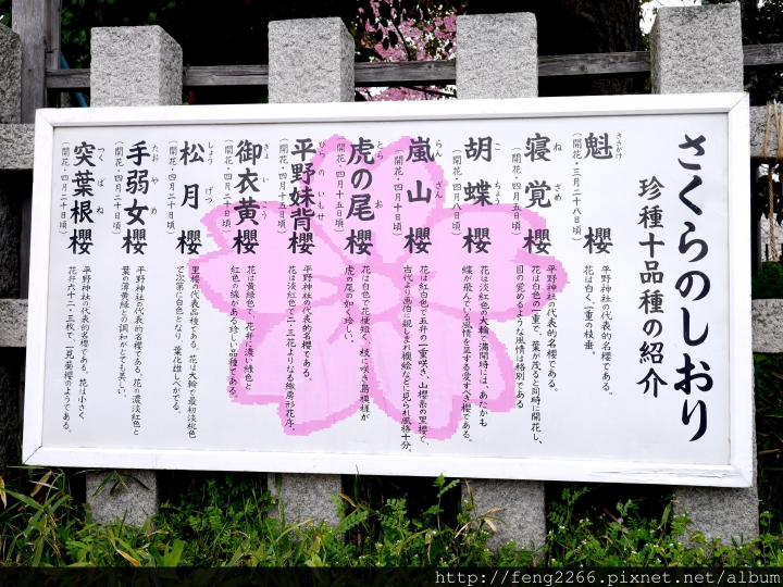 (京都) 平野神社賞櫻400株