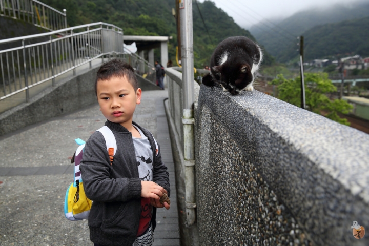 [新北]猴硐(侯硐)車站貓村  by蛋拔