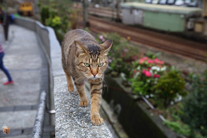 [新北]猴硐(侯硐)車站貓村  by蛋拔