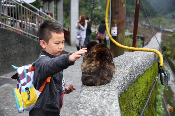 [新北]猴硐(侯硐)車站貓村  by蛋拔