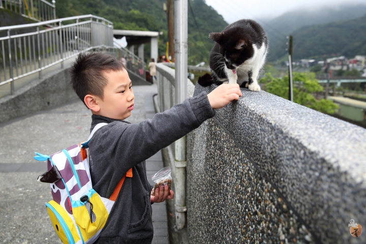 [新北]猴硐(侯硐)車站貓村  by蛋拔