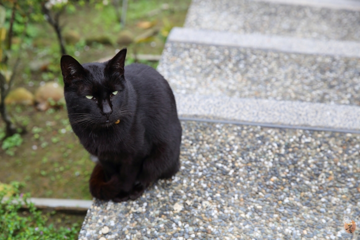 [新北]猴硐(侯硐)車站貓村  by蛋拔