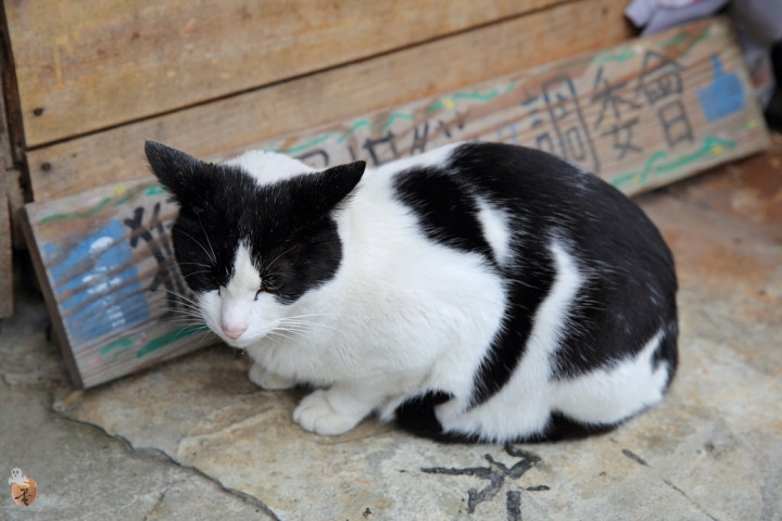 [新北]猴硐(侯硐)車站貓村  by蛋拔