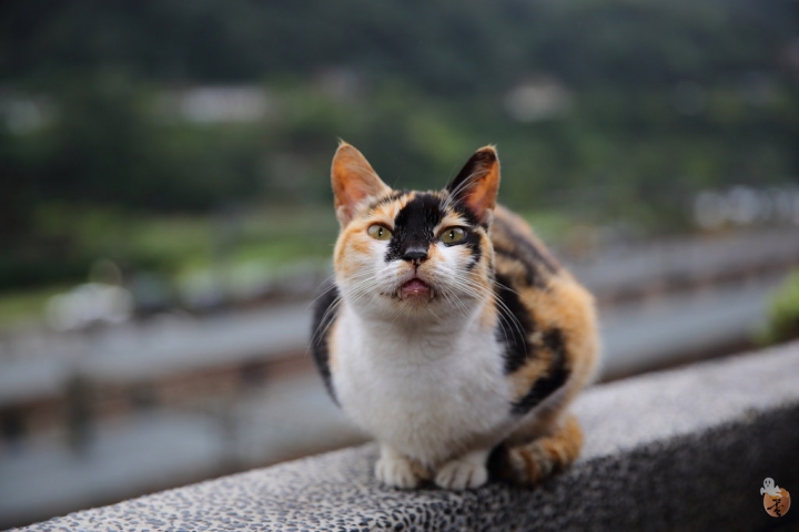 [新北]猴硐(侯硐)車站貓村  by蛋拔