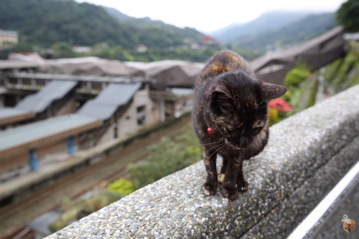 [新北]猴硐(侯硐)車站貓村  by蛋拔