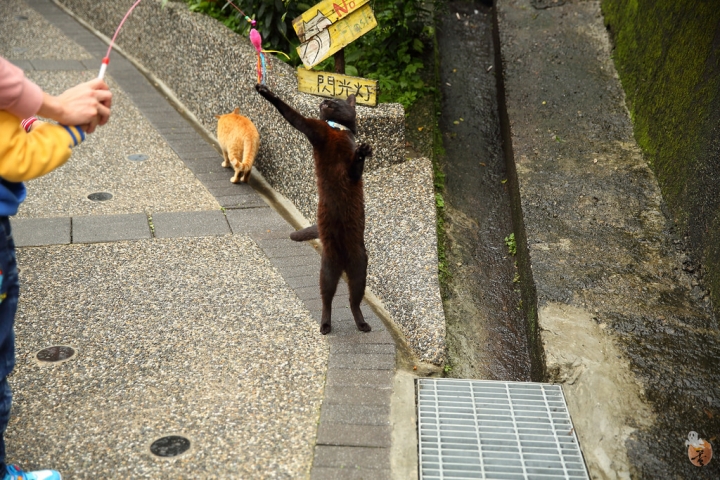 [新北]猴硐(侯硐)車站貓村  by蛋拔