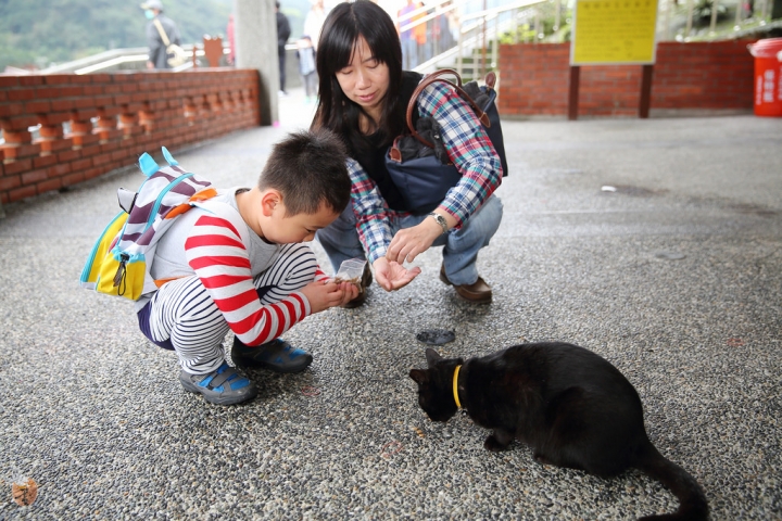 [新北]猴硐(侯硐)車站貓村  by蛋拔