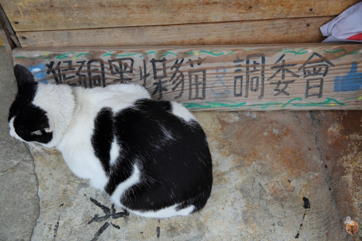 [新北]猴硐(侯硐)車站貓村  by蛋拔