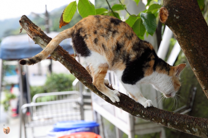 [新北]猴硐(侯硐)車站貓村  by蛋拔