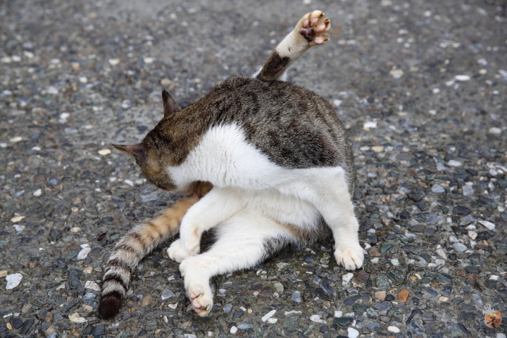 [新北]猴硐(侯硐)車站貓村  by蛋拔