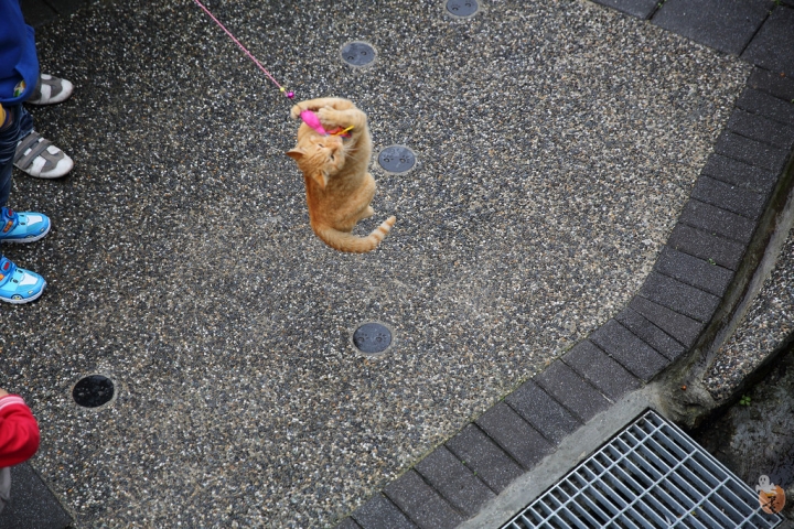 [新北]猴硐(侯硐)車站貓村  by蛋拔