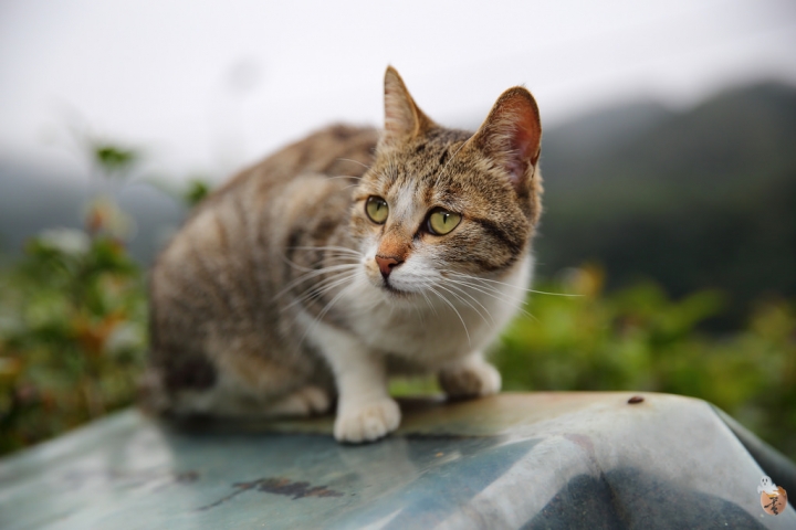 [新北]猴硐(侯硐)車站貓村  by蛋拔