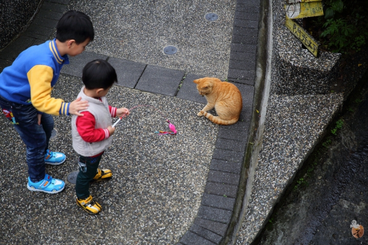 [新北]猴硐(侯硐)車站貓村  by蛋拔