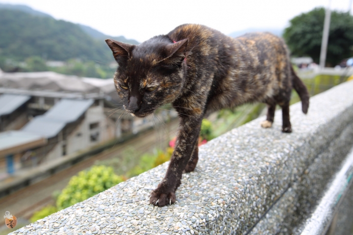 [新北]猴硐(侯硐)車站貓村  by蛋拔