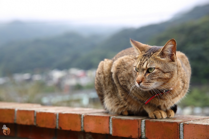 [新北]猴硐(侯硐)車站貓村  by蛋拔