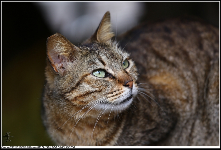 [新北]猴硐(侯硐)車站貓村  by蛋拔