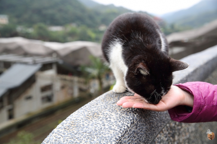 [新北]猴硐(侯硐)車站貓村  by蛋拔