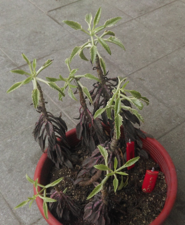 不死鳥（這樣生長算正常嗎）