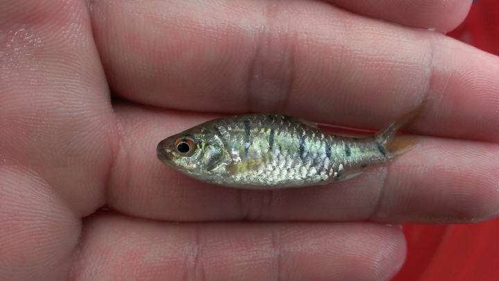 請問這是什麼魚??