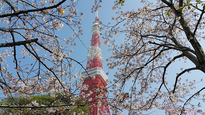 NOTE 4 旅遊東京 賞櫻 照片分享 (圖多)