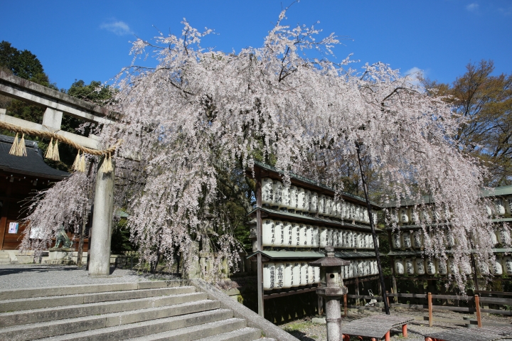 2015 京都大石神社櫻花