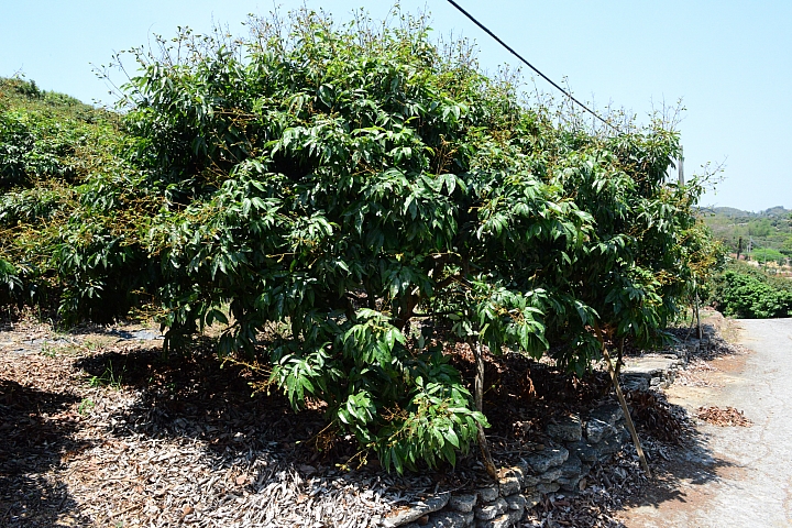大樹有機鳳梨、玉荷包，還可以到紅豆咖啡喝大樹產的咖啡哦！