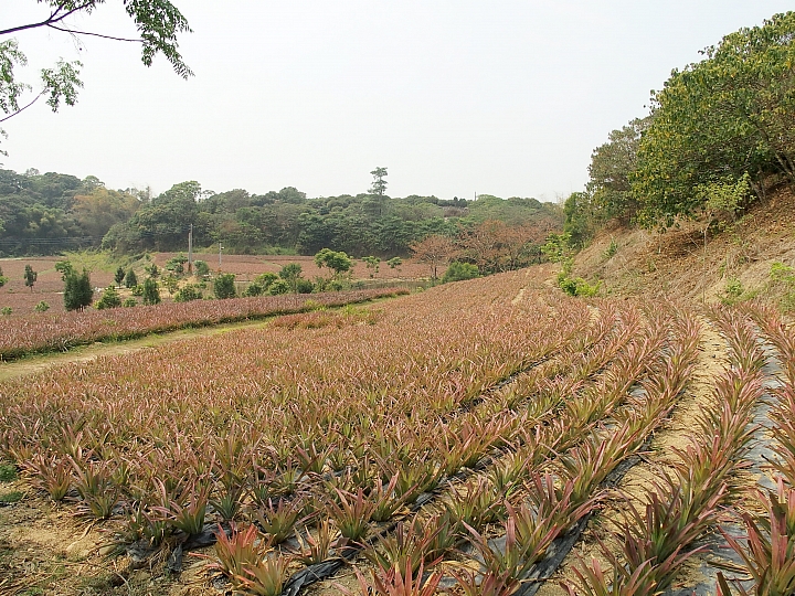 大樹有機鳳梨、玉荷包，還可以到紅豆咖啡喝大樹產的咖啡哦！