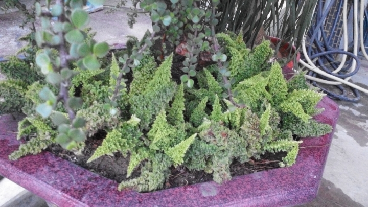 請問三角行的蕨類名稱